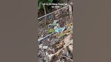 Câu Cá Rô Đồng Dưới Bụi Lục Bình