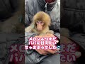 驚き!初めての高級メロンに子猿がまさかの反応と、他の子達の嬉しそうな表情💕Baby Monkey's First Time Eating Luxury Melon #monkey #shorts