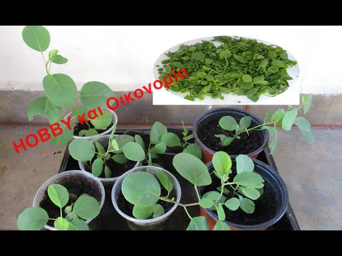 Βίντεο: Πληροφορίες για το φυτό Costus: Πώς να καλλιεργήσετε φυτά κοστού στον κήπο