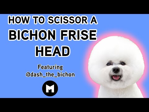 How to trim a bichon head