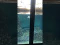Sea World Sandiego California Youtubeshorts Youtube Shortsvideo Shortvideo Short Shorts Lol Sea World Sandiego California Youtubeshorts Youtube Shortsvideo Shortvideo Short Shorts Lol