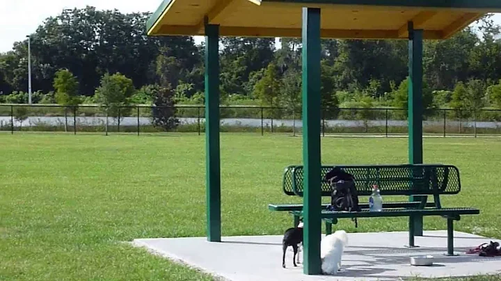 Lori's Pawzitive FX Gang Visits Winter Haven Dog Park, Nov. 11/13