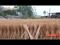 Wooden broom handle factory Wooden broom handle factory