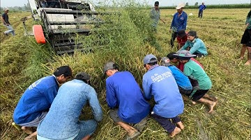 Cách Bắt Chuột Đơn Giản Mùa Cắt Lúa | Hunting | - TT1981