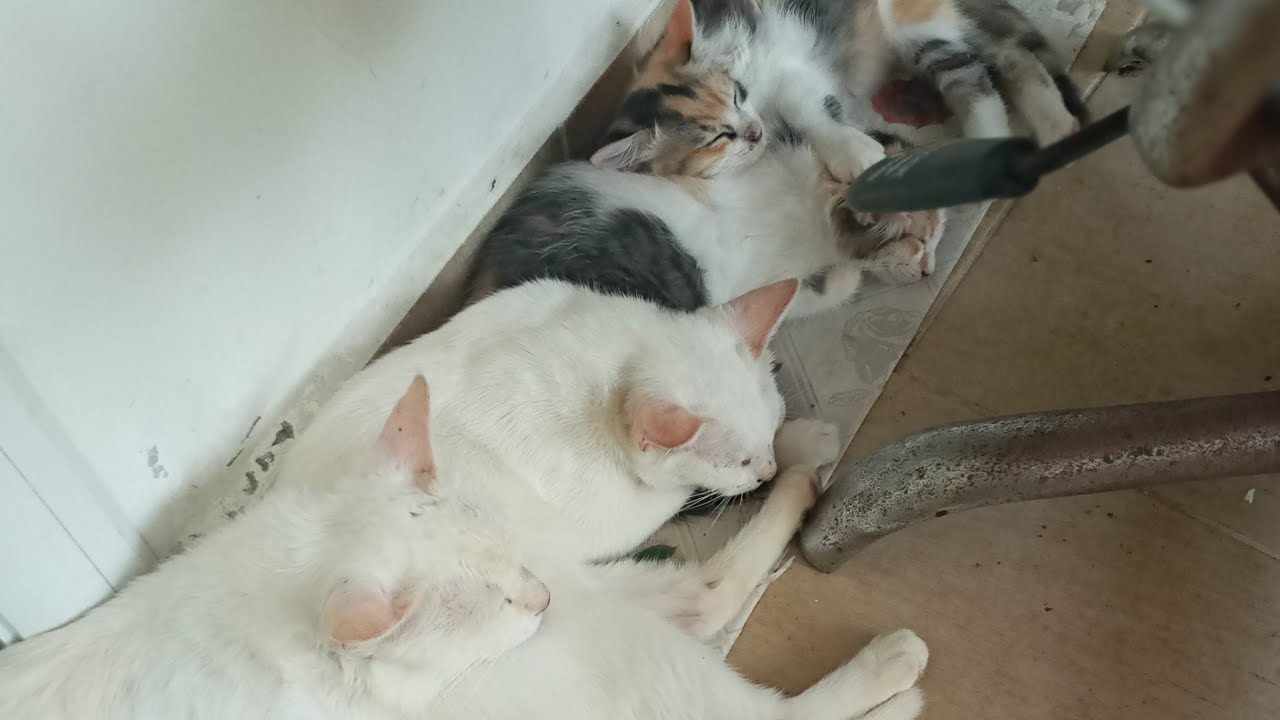 Cats & kittens are 852 & 761 & 687 & 604 & 503 & 486 & 438 & 362 & 247 & 209 & 109 &269 &203 &101&67