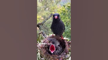#اكسبلور #قران كريم #المصحف #birds #تيك توك #funny #animals #duet