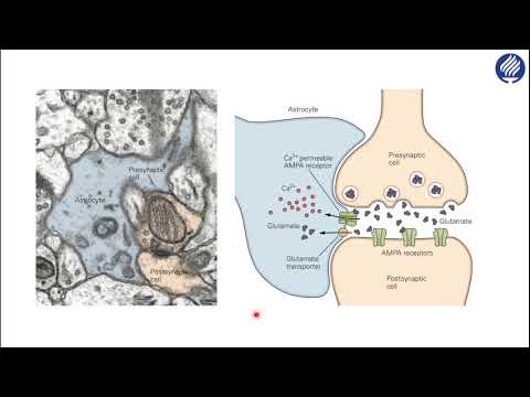 Vídeo: La Toxina Shiga 2 De Escherichia Coli Enterohemorrágica Induce Células Gliales Reactivas Y Trastornos Neurovasculares Que Incluyen Edema Y Peroxidación Lipídica En El Hipocampo Cer