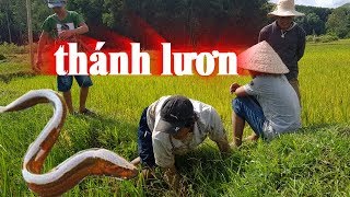 Lần Đầu Tiên Mới Được Trông Thấy - THÁNH Bắt Lươn Số 1 Việt Nam - Sơn Dược Vlogs