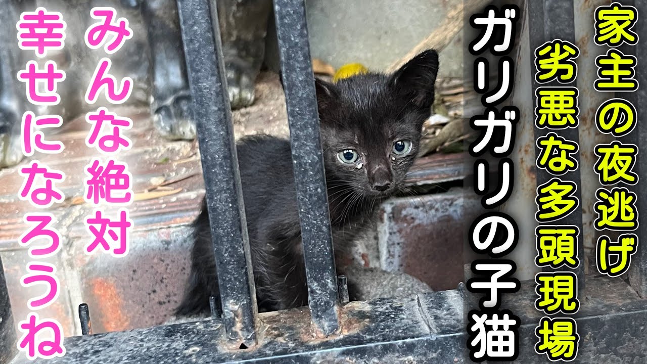 【ゴミ屋敷から保護】身を寄せあって生きていた小さな三兄弟。よくがんばったね、みんな幸せになろう