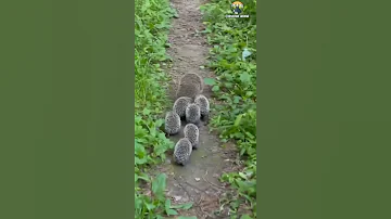 Hedgehog Family 