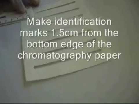 Persuasive essay on genetic engineering