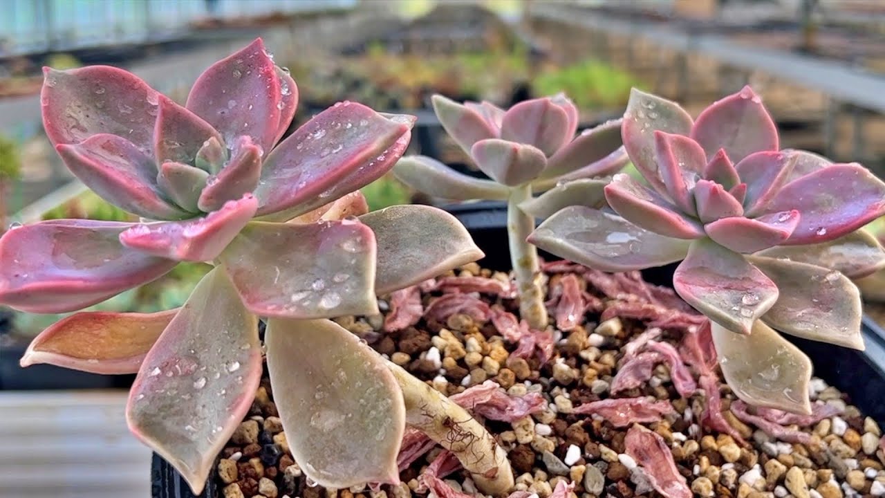 How to propagate with succulent cuttings - YouTube