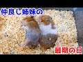 ガンにかかった姉妹が天国へ旅立ちました