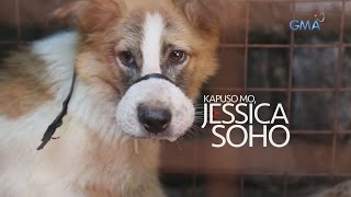 Kapuso Mo, Jessica Soho: Karne ng Aso