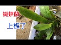 新來的蝴蝶蘭 上板了 一步一步來 / 春天 是蘭花上板的好季節