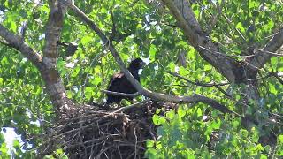 Redding Eagles~Hoppy Hope