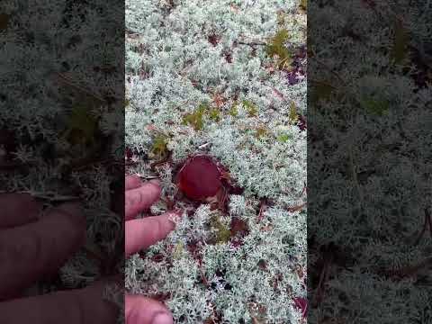 ОКАЗЫВАЕТСЯ ЭТА СКАЗКА