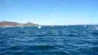 Mobula Rays Jumping, Cabo Pulmo, Baja California Sur, Mexico