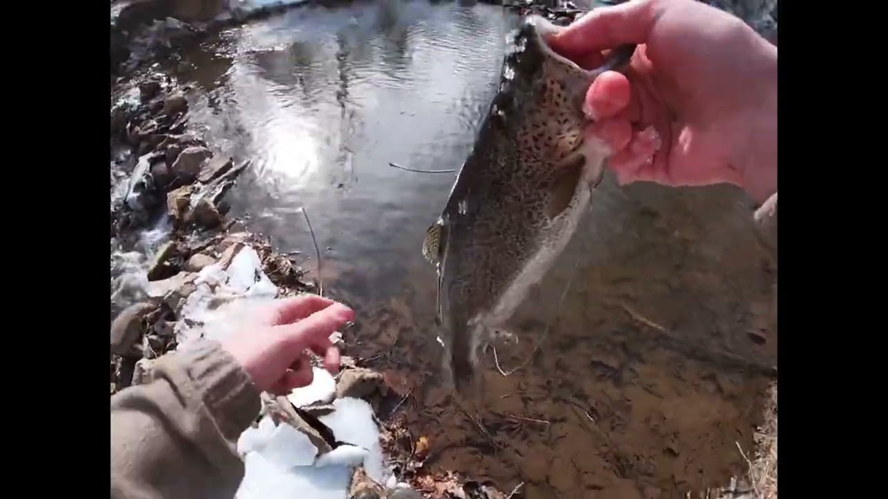 Fishing Hidden Gem trout stream with Cooper Dickerson and CatchingLimits