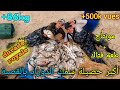 لم نتوقف عن سحب الدوراد طول اليوم والحصيلة كانت هائلة the largest dorad fishing @Amine Fishing