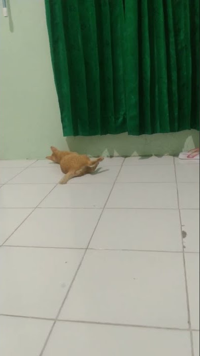 Kucing Oren main ular 😱#shorts