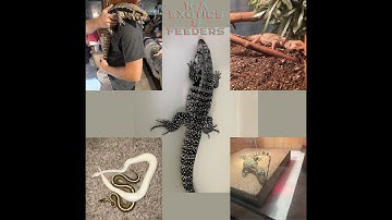 Tegu Taming and Handling [(my way) read the description below]