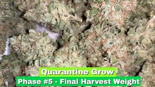 Quarantine Grow #1 (Phase 5) - Final Harvest Weight