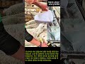 시선 강탈! 꼬물거리며 초유를 흡입하는 아기 양들 #worker #process #viral #cuteanimals #farmlife