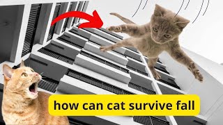 Why cat don't die when they fall by METARERM 192 views 9 months ago 3 minutes, 16 seconds