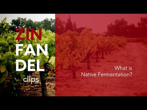 Zinfandel Clips:  Native Fermentation