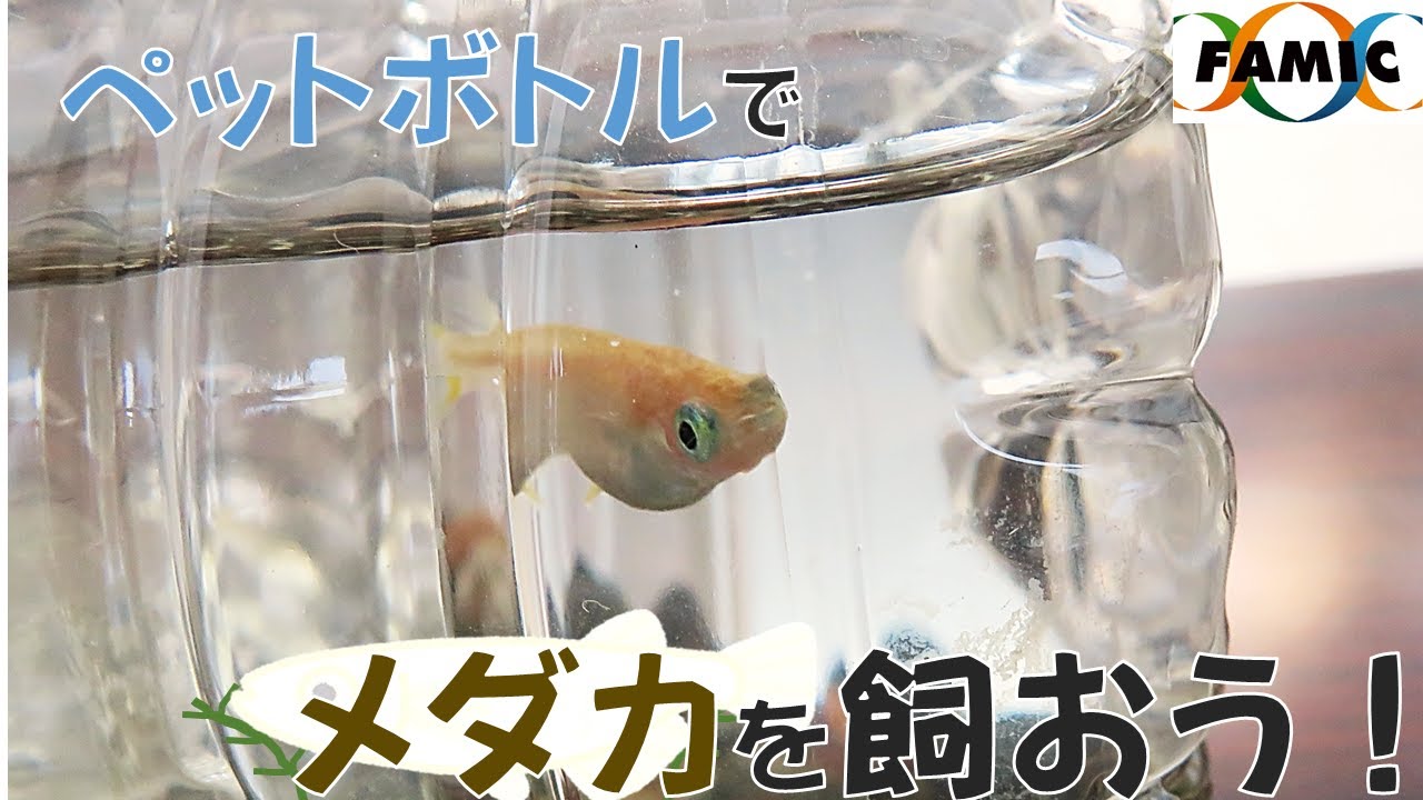 ペット ボトル 水槽 作り方
