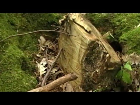 Video: Care este cea mai mare pădure de foioase din lume?