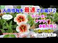 今週の花便 #178 【2026.4.16】ラベンダーやアジサイが多数入荷♪ ペチュニアは明日の入荷情報でお届け♪【入荷情報を最速でお届け!!】