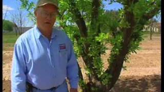 How To Identify Fruit Tree Problems