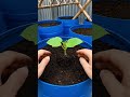 Complete Life Cycle of Cucumber Plant 🌱🥒#CucumberPlant #PlantGrowth 🌱🥒