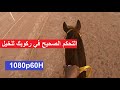 التحكم التام في أصبع شرح عن التحكم الصحيح في ركوبك للخيل واستجابة الحصان لك 1080p60HD التحكم التام في أصبع شرح عن التحكم الصحيح في ركوبك للخيل واستجابة الحصان لك 1080p60HD