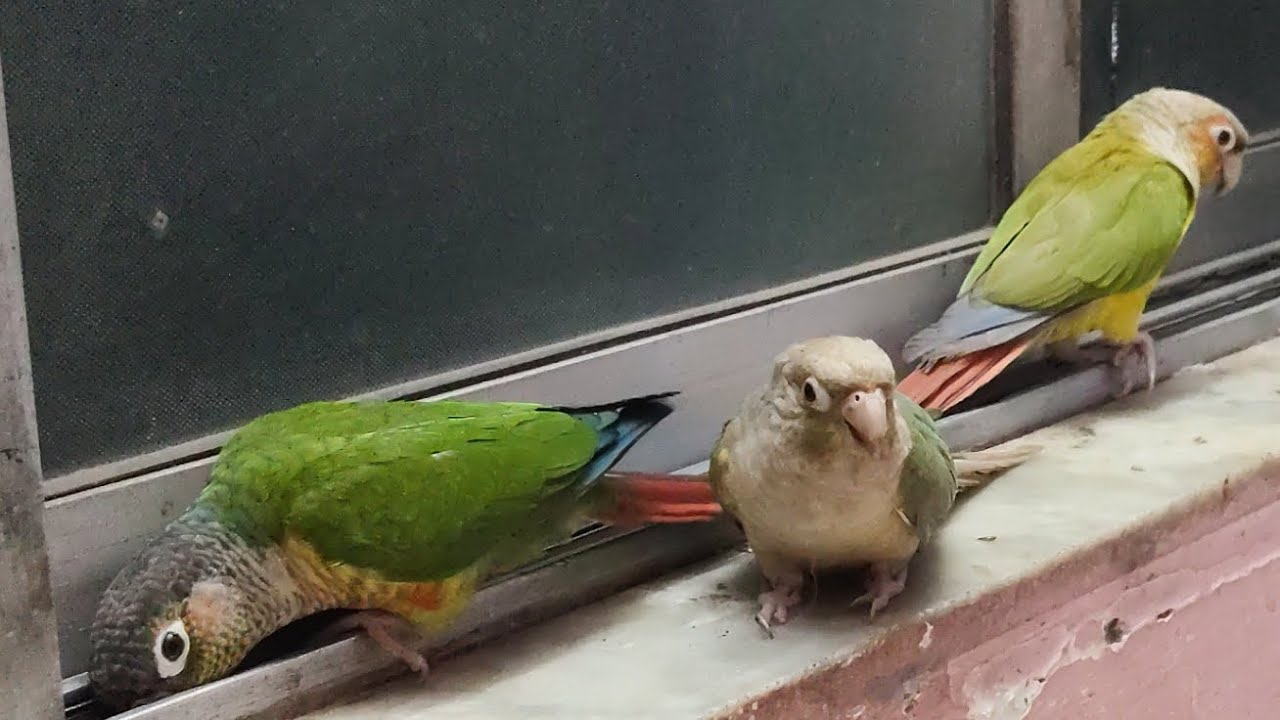 Today my conure was busy 😩