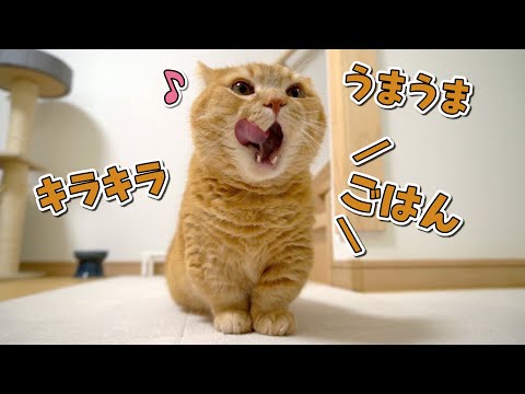 ごはんの時間になるとお喋りで表情豊かになる猫が可愛い！