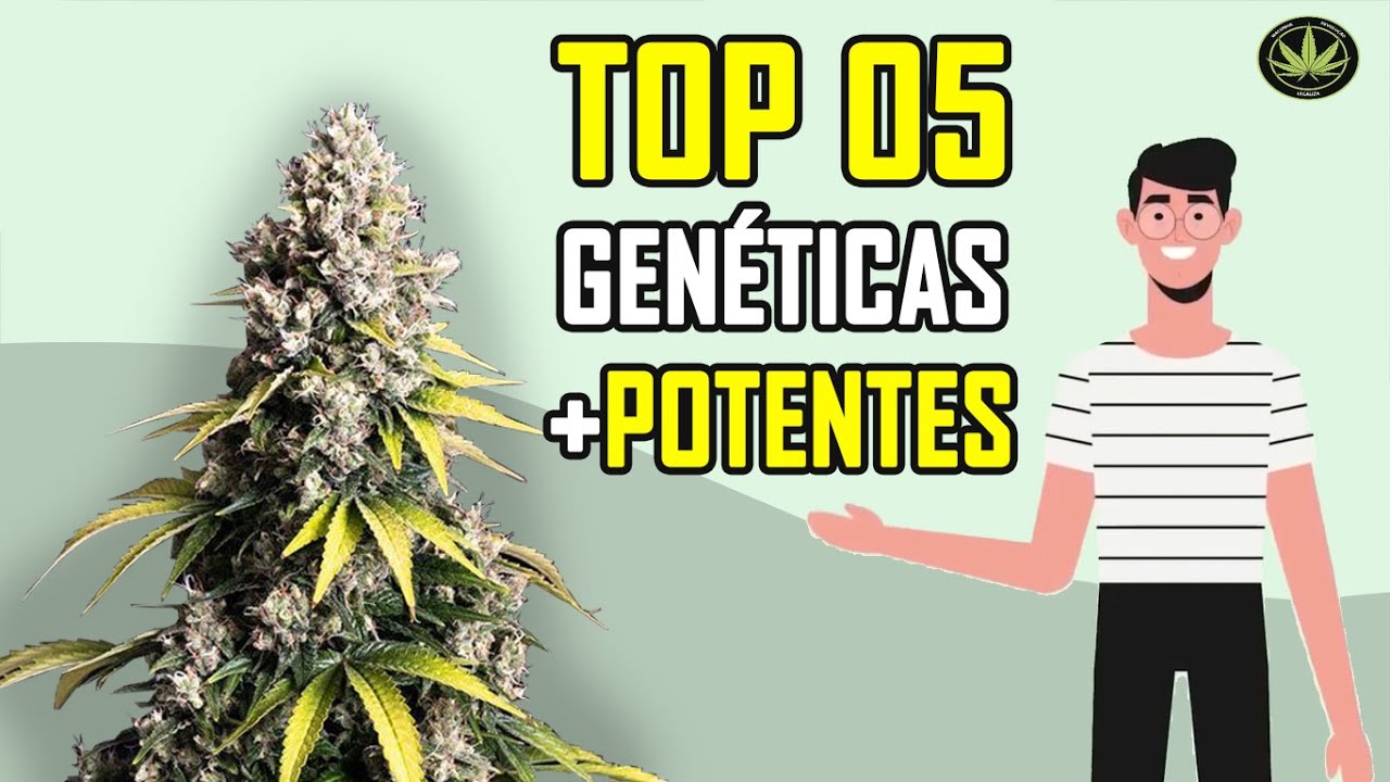 TOP 05 - Genéticas Maconha Mais Potentes/Forte do Mundo em THC