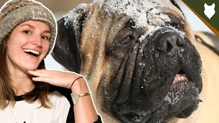 HOW ADAPTABLE ARE BULLMASTIFF