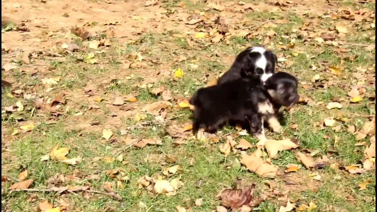 greenfield puppies australian shepherd