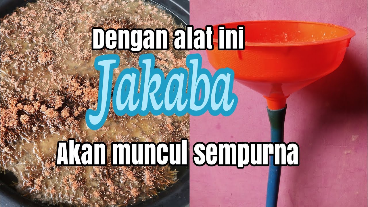 Cara Membuat Jamur Jakaba Biar Muncul Sempurna