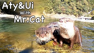 Travel deepens the love between otters [Otter life Day 628]