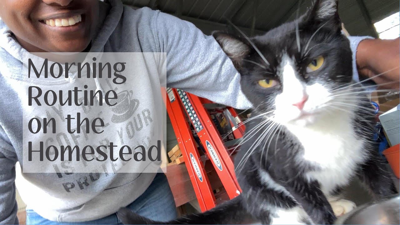 Failing Morning Routine FAILING UP! My Morning Routine on the Homestead - YouTube