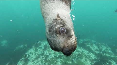 These graceful marine mammals.