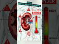 Best Medications for Kidney Function (TOP 5)