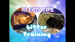 10 Easy Tips to Litter Train Your Guinea Pig