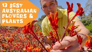 13 Best Australian Native Plants | Experience Travel