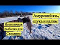 Амурский язь, щука и налим. Нетипичная рыбалка для Сахалина