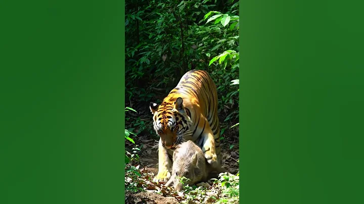 Tiger vs Wild Boar  #wildlife #wildlifeshorts #animals